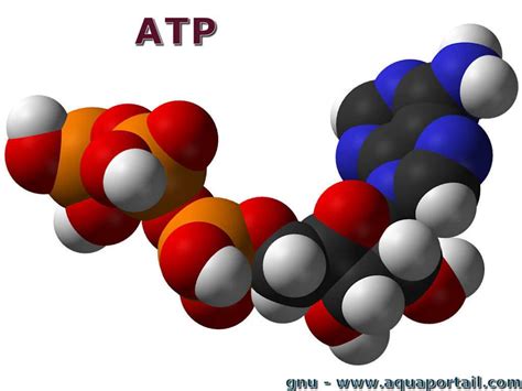 ATP at